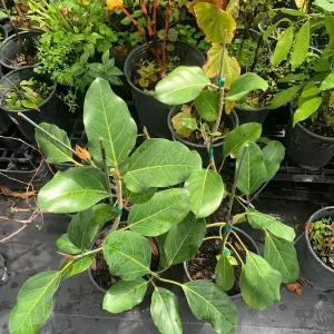 Ficus Audrey Live Plant – Banyan Tree – Indoor & Outdoor Houseplant - Image 6