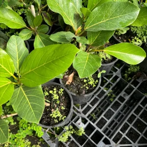 Ficus Audrey Live Plant – Banyan Tree – Indoor & Outdoor Houseplant - Image 7