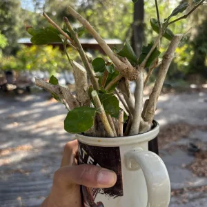 Ficus Audrey Live Plant – Banyan Tree – Indoor & Outdoor Houseplant - Image 9
