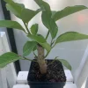 Ficus Audrey Live Plant - Ficus Benghalensis Banyan Tree - Healthy Well Rooted Indoor/Outdoor - Image 1