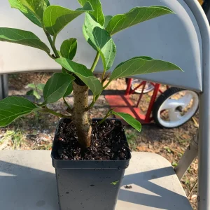 Ficus Audrey Live Plant - Ficus Benghalensis Banyan Tree - Healthy Well Rooted Indoor/Outdoor - Image 4