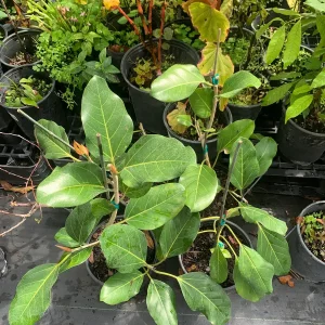 Ficus Audrey Live Plant - Ficus Benghalensis Banyan Tree - Healthy Well Rooted Indoor/Outdoor - Image 6