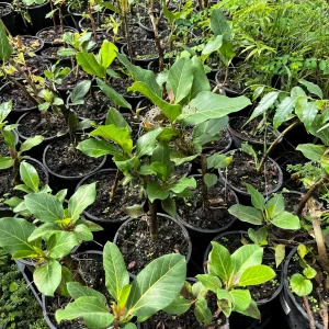 Ficus Audrey Live Plant - Ficus Benghalensis Banyan Tree - Healthy Well Rooted Indoor/Outdoor - Image 8