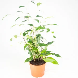 Ficus Benjamina Live Plant – Non-Variegated Weeping Fig – 4 inch Pot – Indoor - Image 1