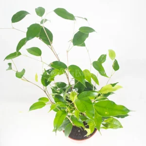 Ficus Benjamina Live Plant – Non-Variegated Weeping Fig – 4 inch Pot – Indoor - Image 2