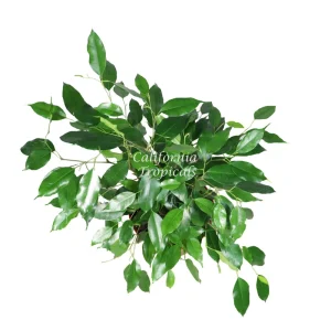 Ficus Benjamina Live Plant – Non-Variegated Weeping Fig – 8 inch Pot – Indoor - Image 2