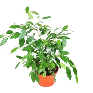 Ficus Benjamina Live Plant – Non-Variegated Weeping Fig – 8 inch Pot – Indoor - Image 1