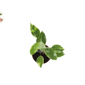 Ficus Benjamina Variegated Live Plant – 2 inch Pot – Indoor Houseplant - Image 2