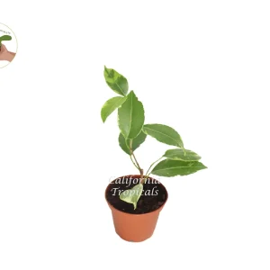 Ficus Benjamina Variegated Live Plant – 2 inch Pot – Indoor Houseplant - Image 1