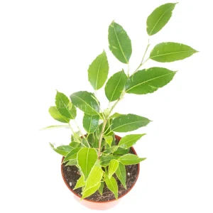 Ficus Benjamina Variegated Live Plant – 4 inch Pot – Indoor Houseplant - Image 2
