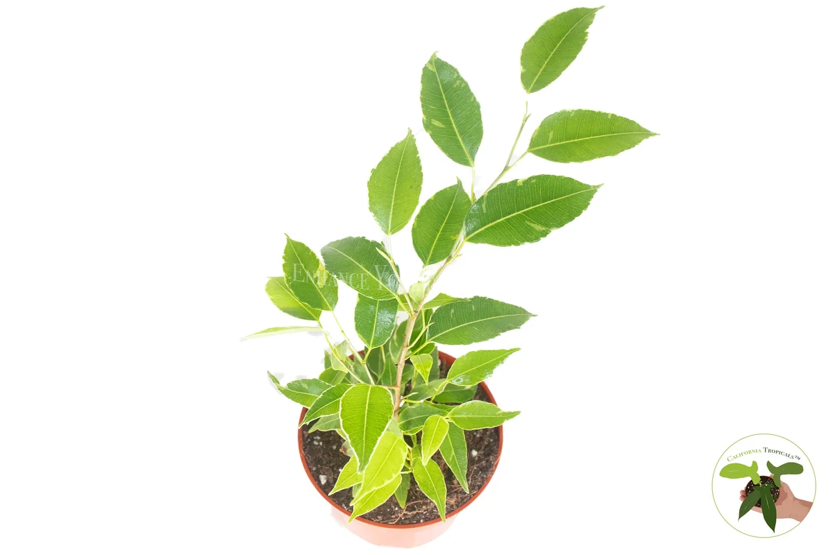 Ficus Benjamina Variegated Live Plant – 4 inch Pot – Indoor Houseplant - Image 2