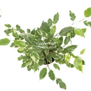Ficus Benjamina Variegated Live Plant – 6 inch Pot – Indoor Houseplant - Image 2