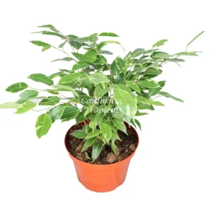 Ficus Benjamina Variegated Live Plant – 8 inch Pot – Indoor Houseplant - Image 1