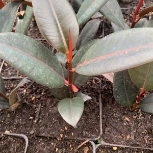 Ficus Elastica 'Burgundy' Live Plant – 4 inch Pot – Indoor Rubber Plant - Image 1