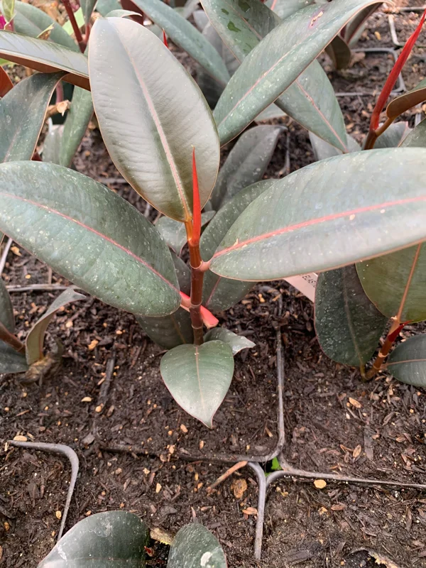 Ficus Elastica 'Burgundy' Live Plant – 4 inch Pot – Indoor Rubber Plant - Image 1