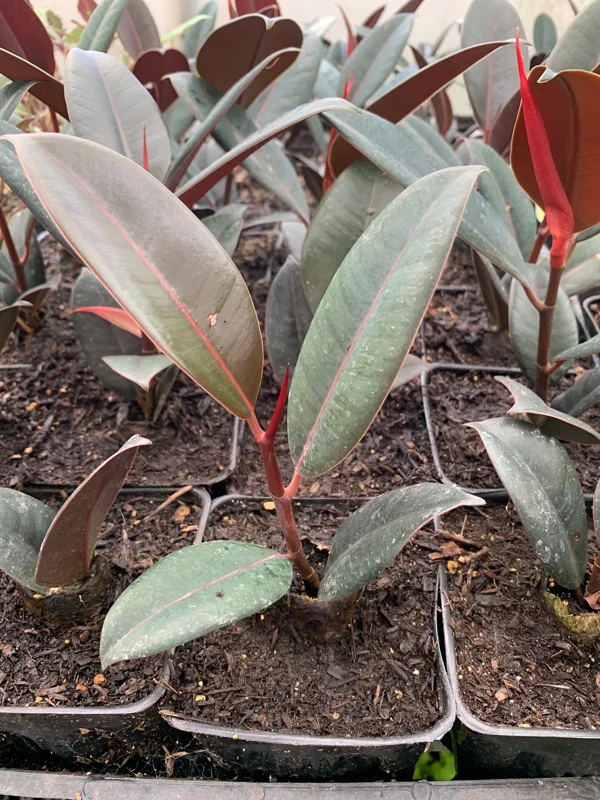 Ficus Elastica 'Burgundy' Live Plant – 4 inch Pot – Indoor Rubber Plant - Image 2