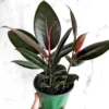 Ficus Elastica Burgundy Rubber Tree Live Plant – Starter Size – Indoor - Image 1