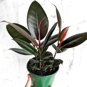 Ficus Elastica Burgundy Rubber Tree Live Plant – Starter Size – Indoor - Image 1