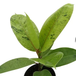 Ficus Elastica Shivereana Live Plant - Moonshine Rubber Tree - 6