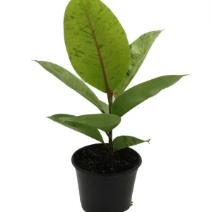 Ficus Elastica Shivereana Live Plant - Moonshine Rubber Tree - 6" Pot - Indoor - Image 1