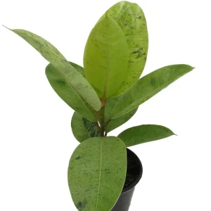 Ficus Elastica Shivereana Live Plant - Moonshine Rubber Tree - 6