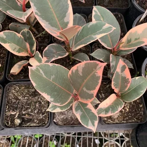 Ficus Elastica 'Tineke' Live Plant – 4 inch Pot Starter Houseplant - Image 3