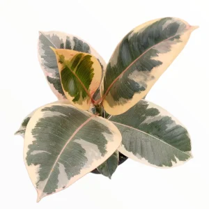 Ficus elastica Tineke Variegated Rubber Tree Live Houseplant - Indoor Plant - Image 2