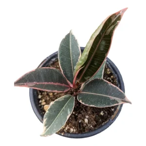 Ficus elastica Tineke Variegated Rubber Tree Live Houseplant - Indoor Plant - Image 4