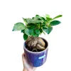 Ficus Ginseng Bonsai Live Plant – 4 inch Nursery Pot – Indoor Houseplant - Image 1