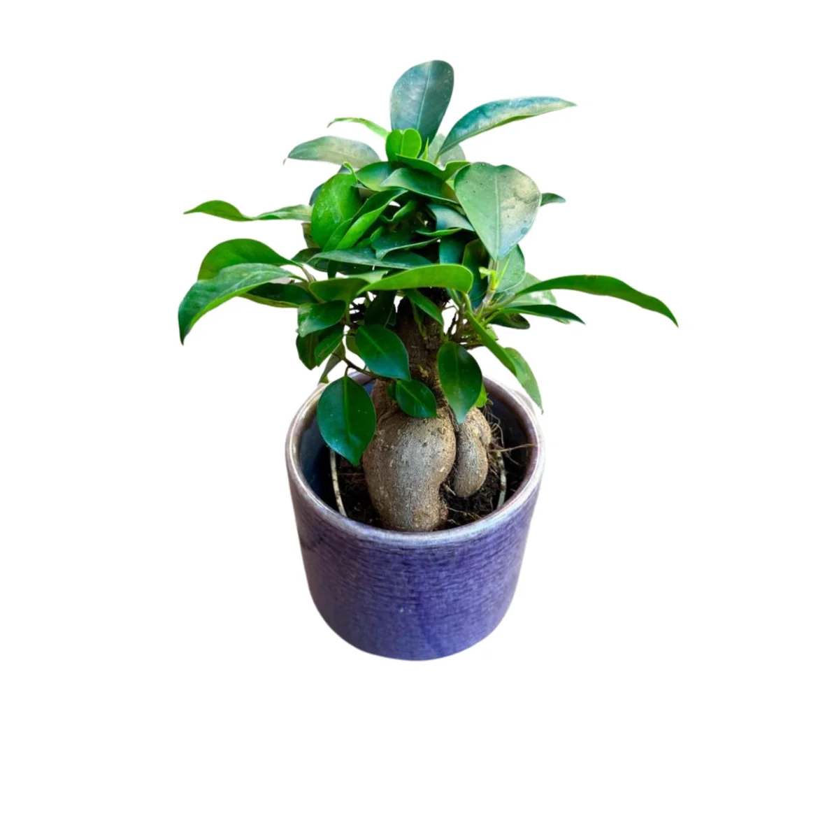 Ficus Ginseng Bonsai Live Plant – 4 inch Nursery Pot – Indoor Houseplant - Image 2