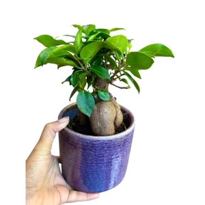 Ficus Ginseng Bonsai Live Plant – 4 inch Nursery Pot – Indoor Houseplant - Image 3