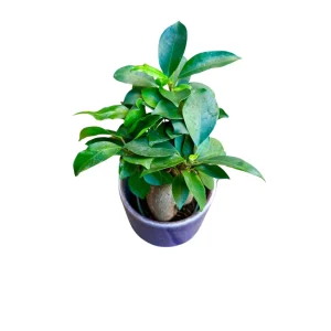 Ficus Ginseng Bonsai Live Plant – 4 inch Nursery Pot – Indoor Houseplant - Image 6