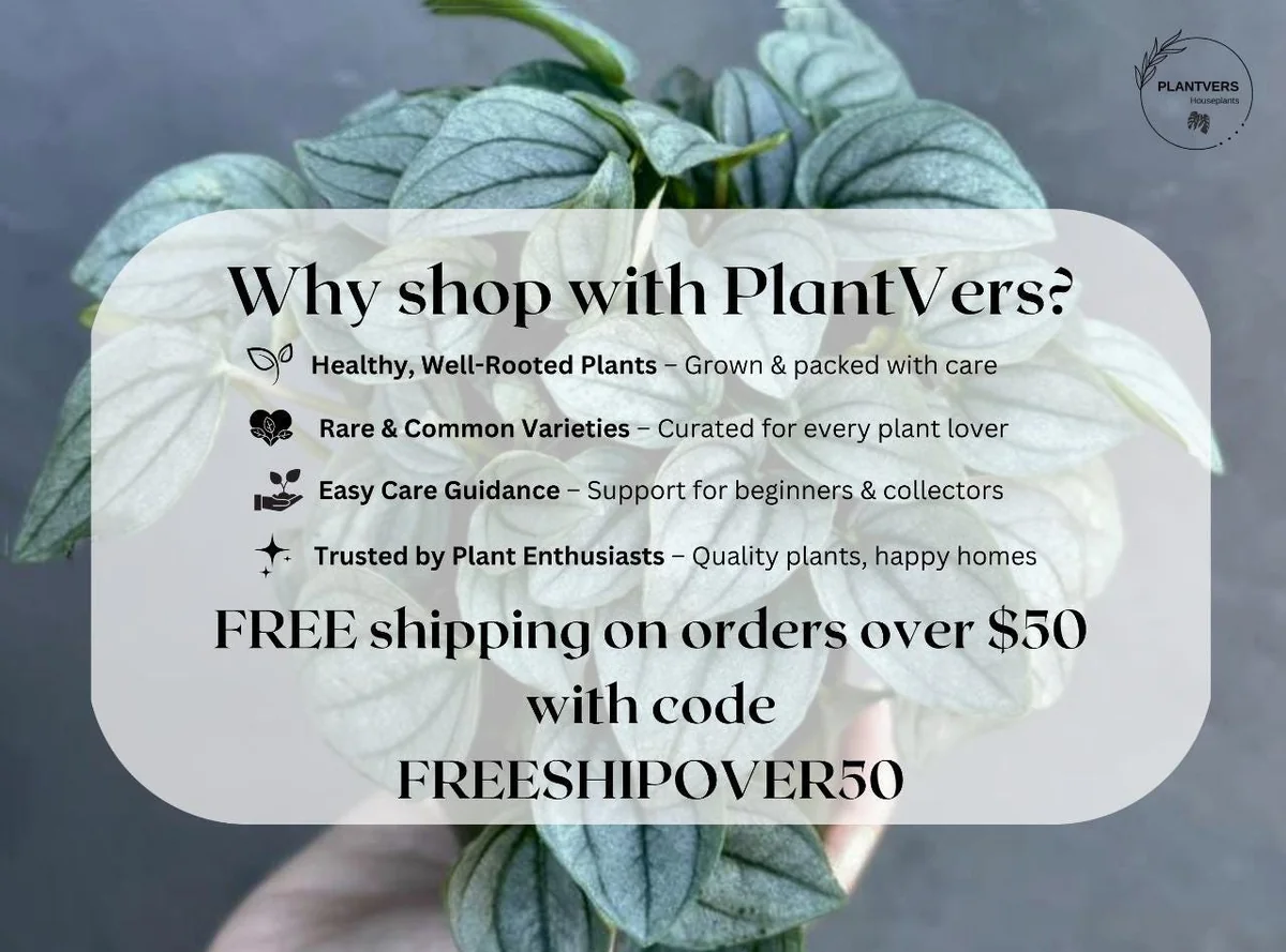 Ficus Ginseng Bonsai Live Plant – 4 inch Nursery Pot – Indoor Houseplant - Image 9