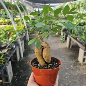 Ficus Ginseng Live Plant – Ficus Microcarpa Bonsai Tree – 4in Pot – Indoor Foliage - Image 3