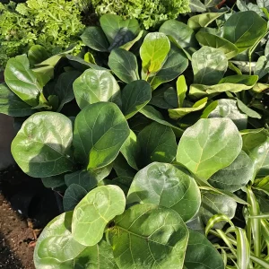 Ficus Lyrata Compacta Little Fiddle Live Plant – 4 inch Pot – Indoor - Image 2