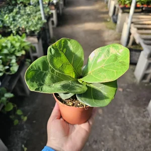Ficus Lyrata Compacta Little Fiddle Live Plant – 4 inch Pot – Indoor - Image 3