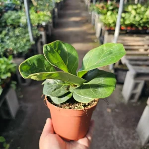 Ficus Lyrata Compacta Little Fiddle Live Plant – 4 inch Pot – Indoor - Image 1