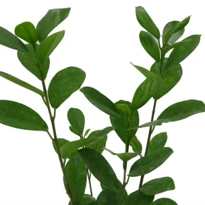 Ficus Microcarpa Moclame Live House Plant – 4 Inch Pot – Indoor Greenery - Image 2