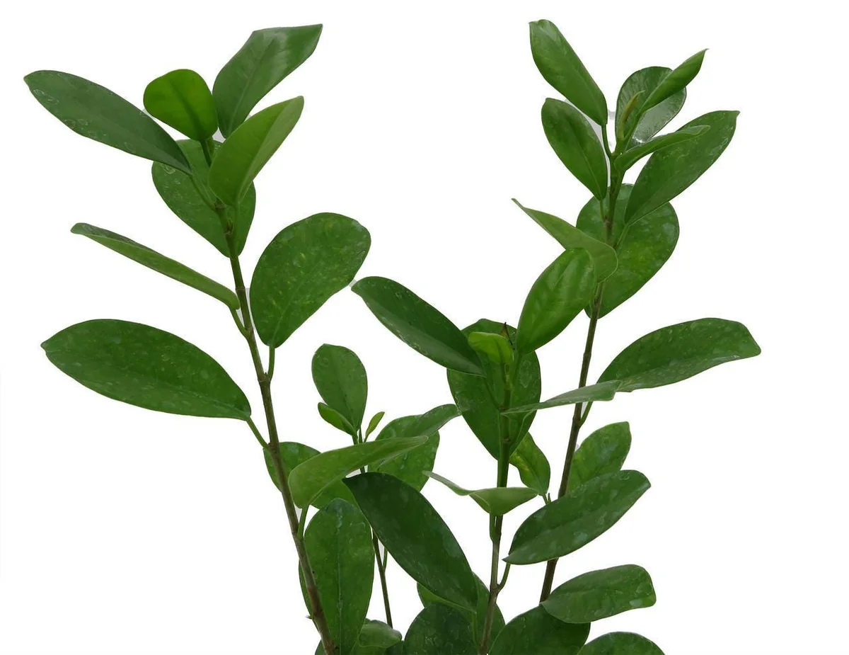 Ficus Microcarpa Moclame Live House Plant – 4 Inch Pot – Indoor Greenery - Image 2