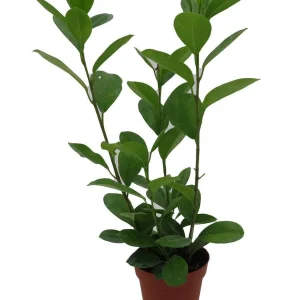 Ficus Microcarpa Moclame Live House Plant – 4 Inch Pot – Indoor Greenery - Image 3