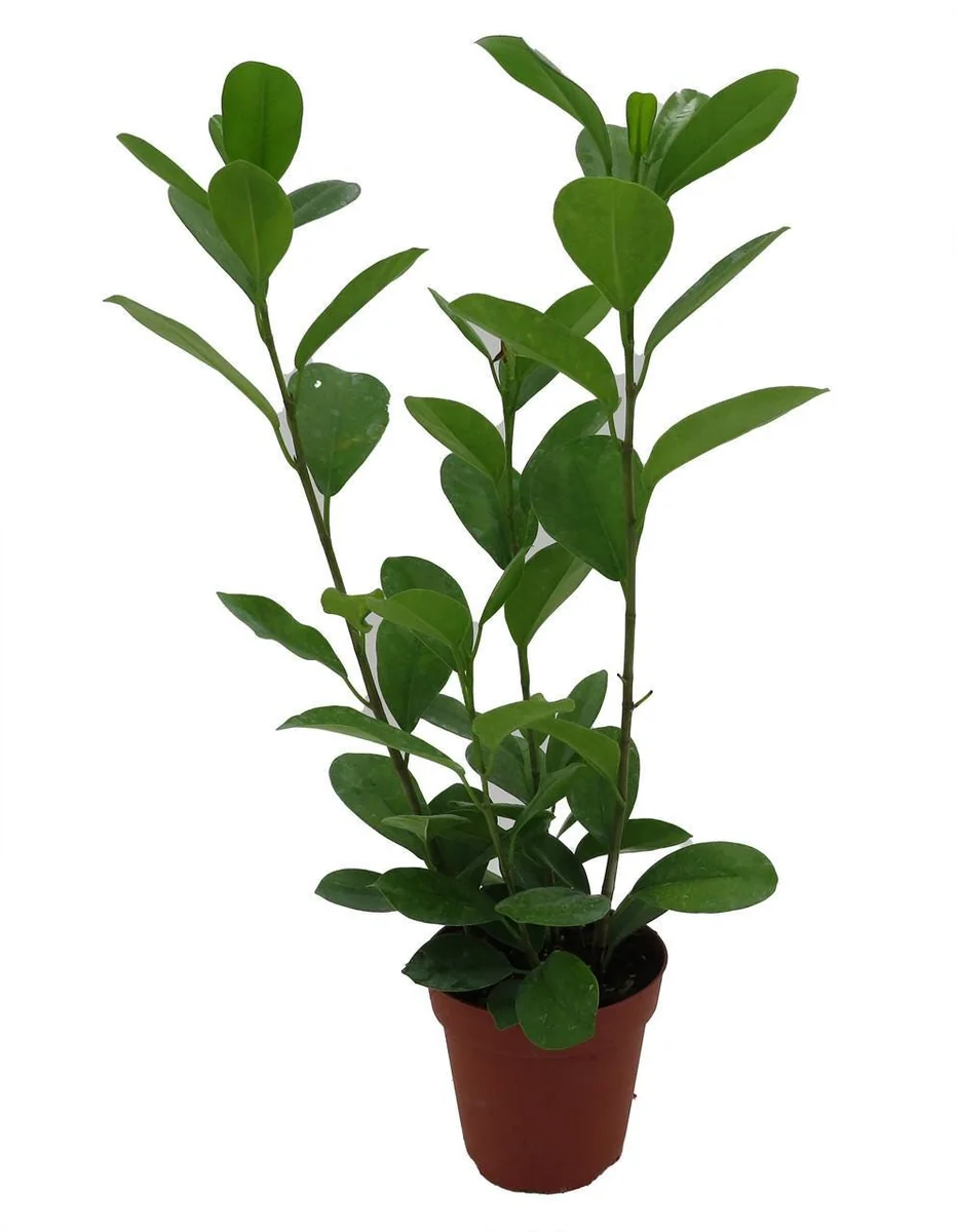 Ficus Microcarpa Moclame Live House Plant – 4 Inch Pot – Indoor Greenery - Image 3