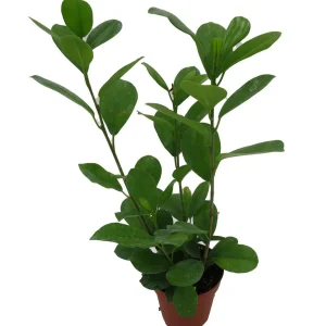 Ficus Microcarpa Moclame Live House Plant – 4 Inch Pot – Indoor Greenery - Image 4