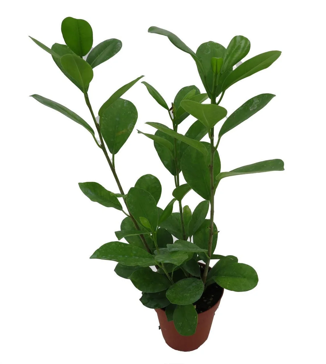 Ficus Microcarpa Moclame Live House Plant – 4 Inch Pot – Indoor Greenery - Image 4