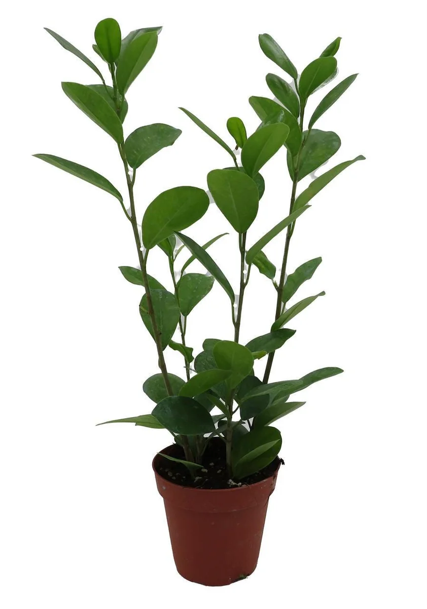 Ficus Microcarpa Moclame Live House Plant – 4 Inch Pot – Indoor Greenery - Image 1