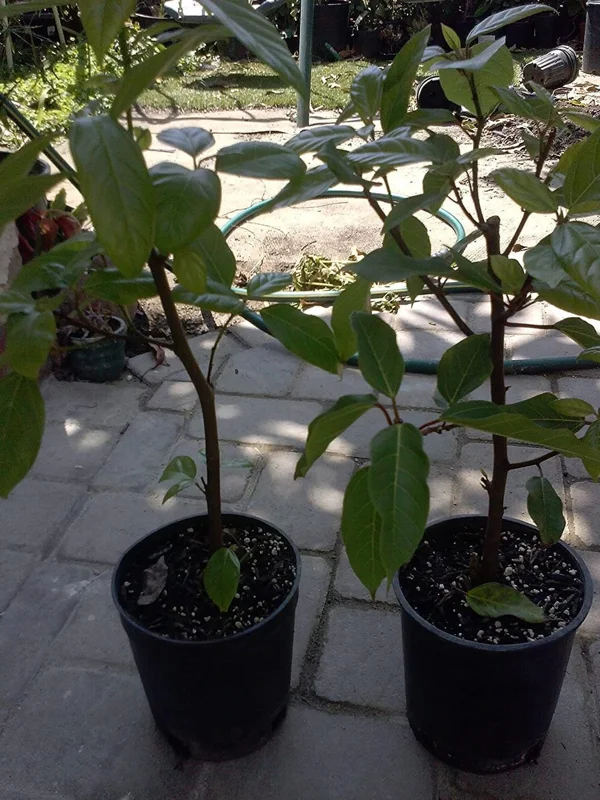 Ficus racemosa Cluster Fig Tree Live Plant – 1 ft Tall in 1 Gallon Pot - Image 1