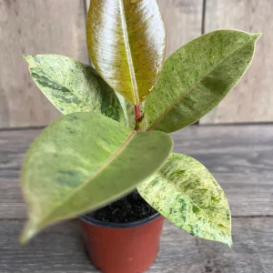 Ficus Shivereana Variegated Live Plant – Rare Indoor Houseplant – 4 inch Pot - Image 2