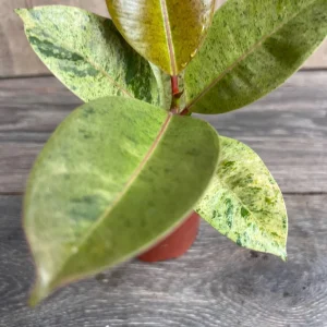 Ficus Shivereana Variegated Live Plant – Rare Indoor Houseplant – 4 inch Pot - Image 1