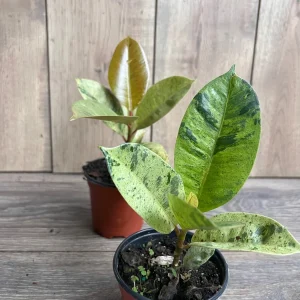 Ficus Shivereana Variegated Live Plant – Rare Indoor Houseplant – 4 inch Pot - Image 7