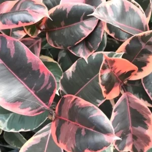 Ficus Tineke Belize Rubber Tree Live Plant – Starter Size – Indoor Houseplant - Image 1