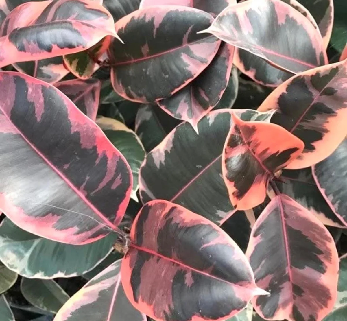 Ficus Tineke Belize Rubber Tree Live Plant – Starter Size – Indoor Houseplant - Image 1